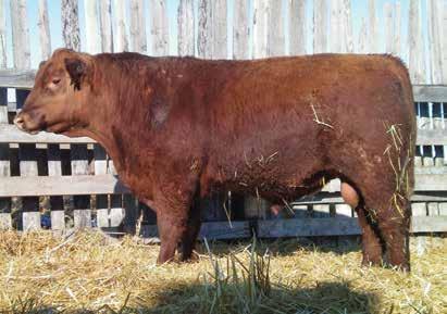 TOP 6P Dam RED JAS DONNA 16B RED JAS DONNA 149U Jeffy is still roaming our pastures. Might get a chance on him next year! ** BW -0.8 WW 61 YW 102 MM 13 TM 44 CE 2.0 MCE 1.