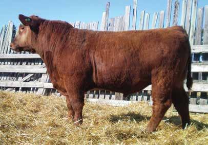 PROSPECTOR 95Y Dam RED JAS SOAPY 152A RED BRYLOR SOAPY 88S Seen the Soapy cow throughout the catalogue. BW -0.8 WW 56 YW 92 MM 12 TM 39 CE 2.1 MCE 2.