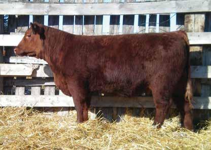 2 BW 78 AWW 482 JAN 12 WT 880 Lot 26E RED JAS ASTER 26E JASS 26E #1973484 JANUARY 26'17 RED LEACHMAN BETTER HVY 8041 Sire RED LMAN NONE BETTER 9604 RED LEACHMAN ELEANOR