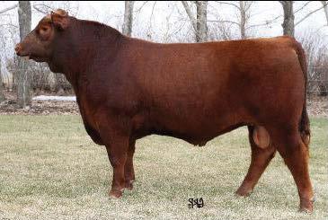 RED RILEY'S TOPAZ 8U RED RILEY'S TOPAZ 53S These 204Y calves have early gestation and are smooth! RED KODIAK 3A SIRE OF LOT 7E BW -1.2 WW 59 YW 82 MM 15 TM 45 CE 4.6 MCE 3.