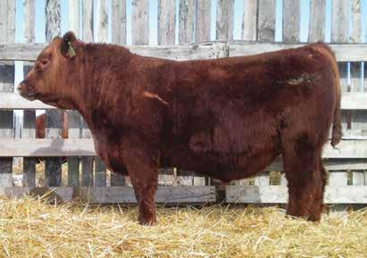 RED JAS GLORIA 36Y RED SIX MILE GLORIA 224P Wide based with full stifle. This herdbull will get the attention he deserves. 36Y has had sale toppers before. BW -0.