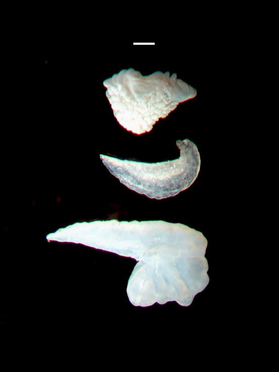 A B C 0.2 mm Fig. 1. Otoliths from a 4.5 kg (84 cm LJFL) young swordfish (25 ).