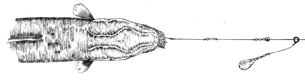 does the eel have before any kind of indication (Clip irrelevant at this moment looking at the diagram fig 2: and the hooking arrangement in fig 1: incorporating a lead of 2¾-3oz, bait presented hard