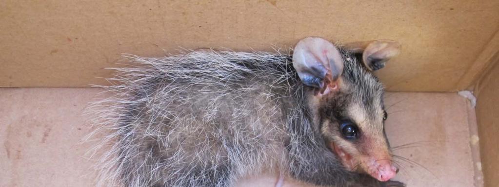 Juvenile South eastern Common Opossum, (initially suspected to be White eared Opossum).