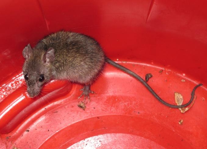 Left: Black footed Pygmy Rice Rat captured incidentally in a garbage container. Right: Black Myotis. 2.
