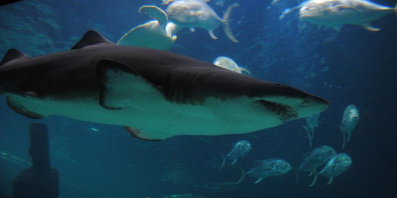 Credit: Wikimedia (Naylor) It's safe to say that the oceans would be very different without sharks. It's likely that a new steady state would arise.