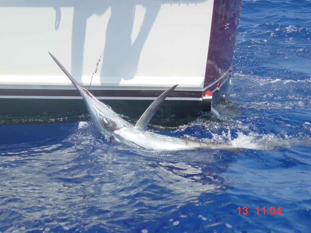5 0 1-0 2 1-5 3 1-0 5 1-5 6 1-0 3 0 3 Estimated sizes of 47 tagged marlin (1 black, 3 striped,43 blue marlin in the study) Min. Tem p. Only 1 confirmed mortality (2.6%, CI*, 0 8.