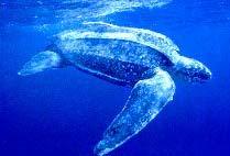 100m Oceanic White-tip 0-102m 25.3 30 C Loggerhead 0-48m 15.2 19.6 C Blue Marlin 0-108m 19.6 28.4 C Green Sea Turtle 0-54m 20.5 28.7 C Yellowfin Tuna 0-118m 17 24.6 C Olive ridley 0-75m 16.2 29.