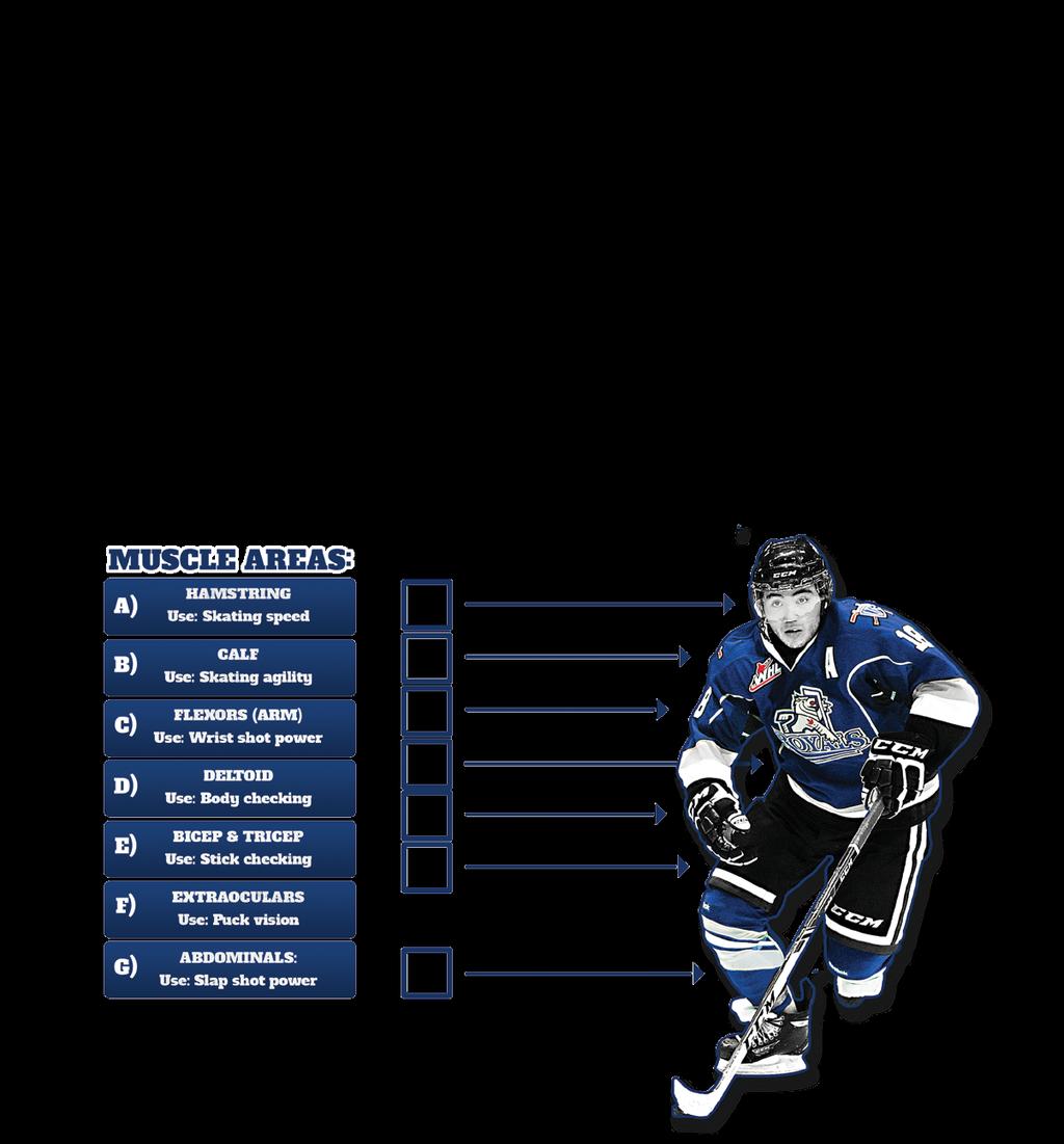 Know your Anatomy! Label the player s Commonly used muscles Various muscles are required to perform as a hockey player.
