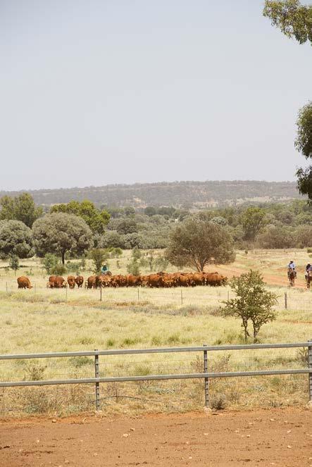 About Valera Vale Valera Vale Droughtmasters Bred to perform in the big country We are breeders of commercial Droughtmaster cattle underpinned by the genetics of our bull breeding operation.