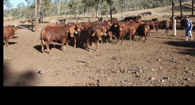 The Herd has JBAS7 status and is WA eligible so all buyers can make decisions with the confidence that these standards are
