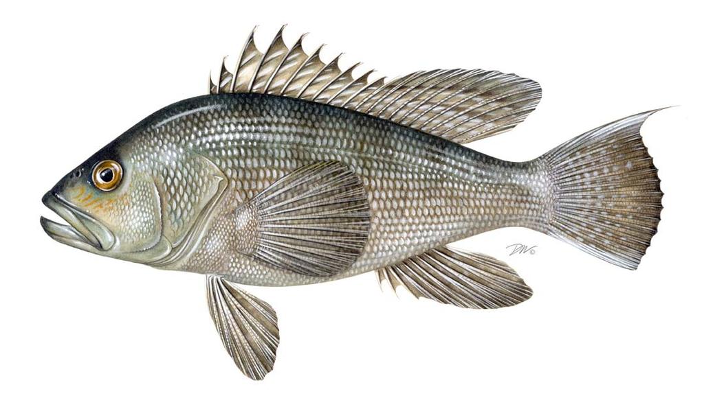 2014 REVIEW OF THE ATLANTIC STATES MARINE FISHERIES COMMISSION FISHERY MANAGEMENT PLAN FOR THE 2013 BLACK SEA BASS FISHERY Black Sea Bass (Centropristis
