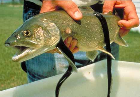 Impact of sea lamprey on lake trout in the Great Lakes