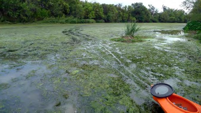 Impacts of Hydrilla Hydrilla can often top out meaning it grows to the surface and fills the entire water column