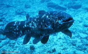 the species coelacanth, a lobe finned fish, took the first