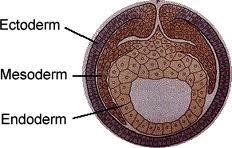 Body Development all animals, except for sponge and cnidarians have three layers of germ cells three layers differentiate in embryo to form different organs and tissues 1. ectoderm (outer layer) 2.