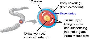 Coelom present in all animals evolved after the flatworm (from annelids onward) fluid filled body cavity that holds the digestive tract and other organs allows for