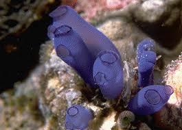 Urochordata (tunicates) sea squirts squat, thick walled