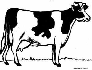PROSPECT CALF A009001: Beef - Heifer Calf A009002: Beef - Steer Calf Beef Breed A009003: Beef Steer Calf Dairy Breed MARKET BEEF A003001: Beef - Market Steer A003002: Beef - Market Heifer -