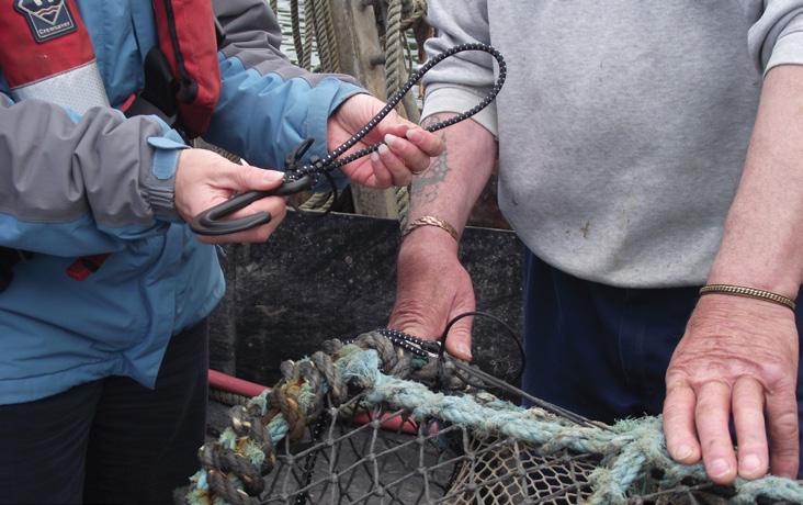 Image: Biodegradable hooks being trialled with lobster pots. by GGGI.