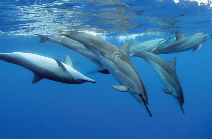 Image: A wild pod of spinner dolphins. an uncaring part of the problem.