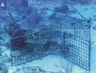 Glossary ALDFG Abandoned, lost or discarded fishing gear Images AFAD Anchored fish aggregation device CSIRO - The Commonwealth Scientific and Industrial Research Organisation DFAD - Drifting fish