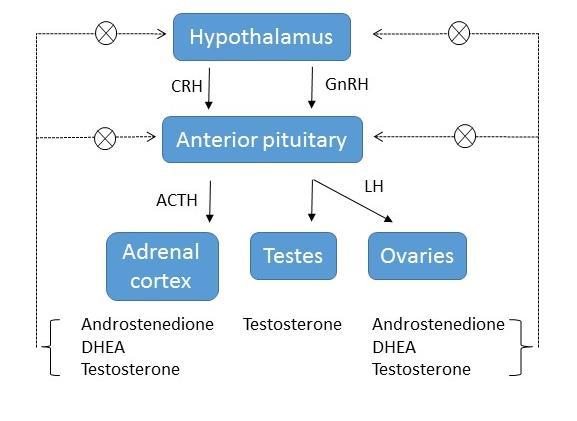 The release of LH by the pituitary is pulsatile in both sexes, however, the levels remain more stable in men than women due to the cyclical release for women during the menstrual cycle.