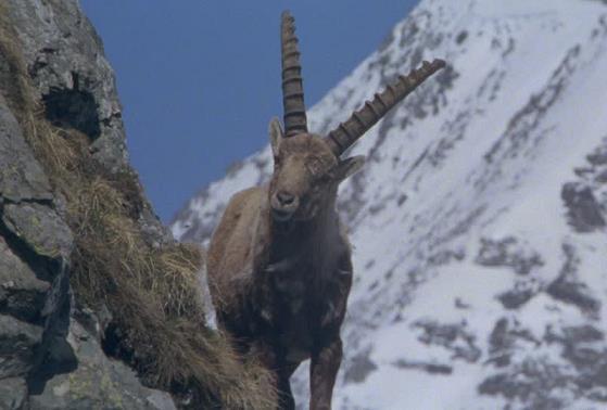 The Chamois is found in terrestrial. rocky areas and alpine pastures in the mountains of Europe.