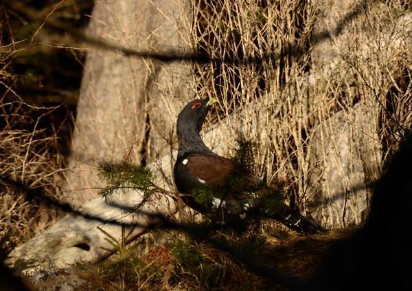 CAPERCAILLIE, BLACKGROUSE Austria has a quite good population of capercaillie and blackcock and so it is one of the