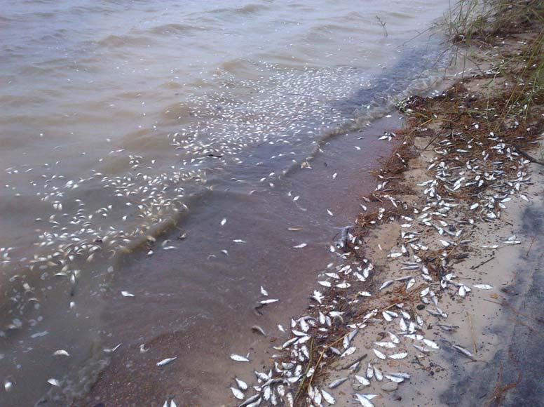 North Carolina Division of Water Quality Annual Report of Fish Kill Events 2012 Dead menhaden Pamlico River, 2012