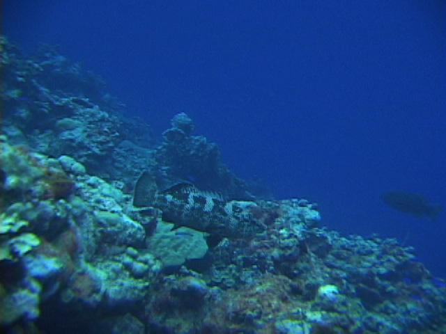 Figure 8: Camouflage phase squaretail coralgrouper, Plectropomus areolatus (K Rhodes) Figure 9: Yellow-green