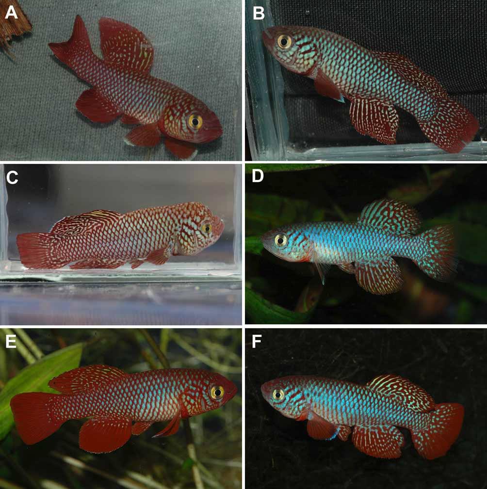 FIGURE 2. Adult males of N. kadleci photographed in the wild (A C) and in aquarium 1 2 months after capture (D F). Males are either of red form (left panel) or blue form (right panel).