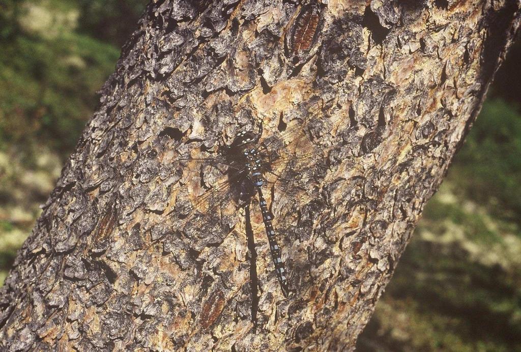 Suborder Anisoptera (Dragonflies) Family Aeshnidae (range and biological information from Dunkle (2000), Walker (1958) and Cannings (1996 and 2002)) Aeshna eremita Lake Darner - An abundant boreal
