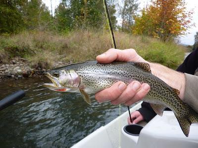 Cutthroat depend on small streams for spawning and rearing which often are overlooked in both
