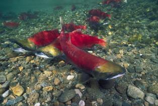 Seining Sockeye on William Creek 2014 Starting in August we will be seining twice a week for Sockeye at Williams Creek to