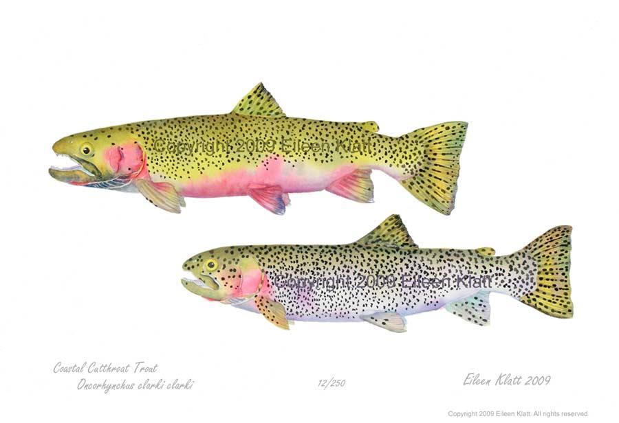 Identification Cutthroat trout can be identified by the presence of a reddish orange slash below the jaw, small teeth at the base of their tongue, and a long upper jaw that extends well past the eye.