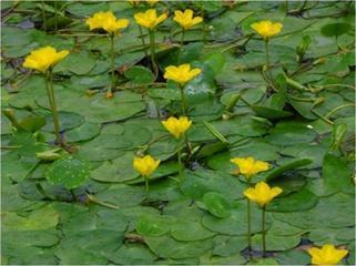 INTRODUCED AQUATIC PLANT ALERT!! Yellow Floating Heart - An Introduced Aquatic Plant!