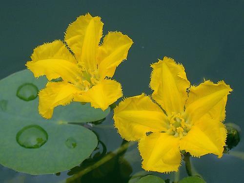 When introduced outside its native range or outside a backyard ornamental pond, this lily-like plant can be very invasive and a huge nuisance in aquatic environments.