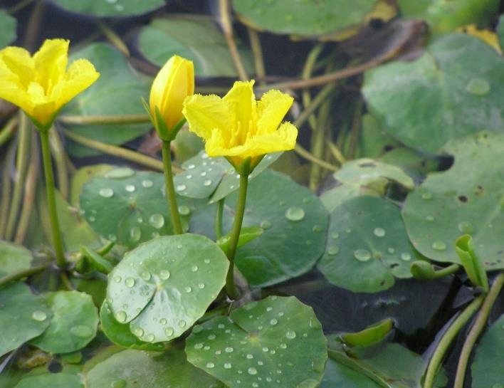 (III) Yellow floating heart - small leaves with overlapping lobes & fringed flower (IV) Yellow pond lily - large leaves with space between lobes and pointed tip Known Locations