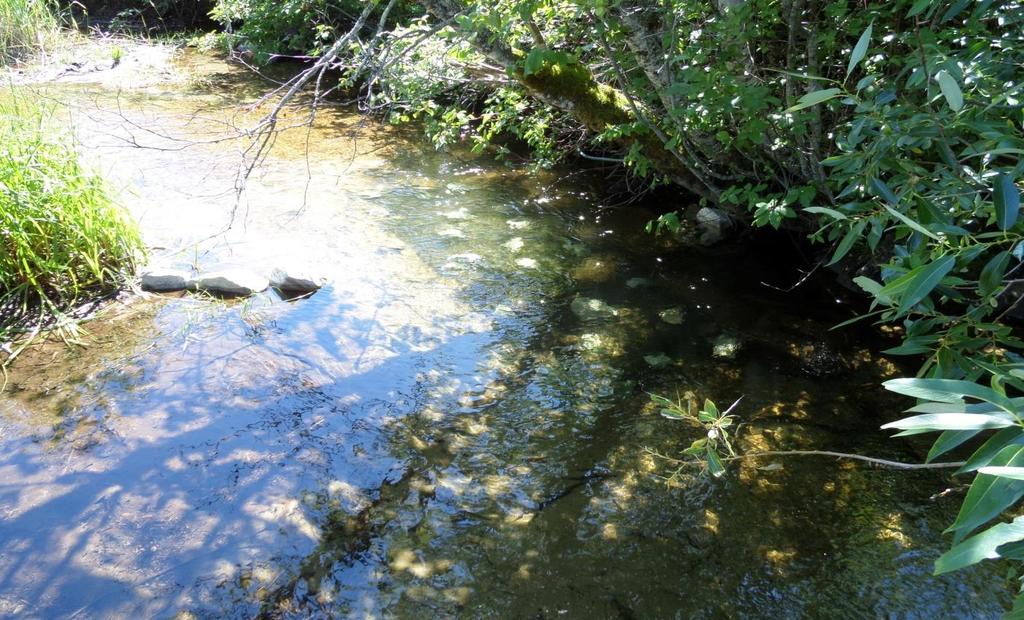Under surveillance in the Watershed Sockeye Salmon Scully Creek On July 21 st one of the underwater fish cameras was