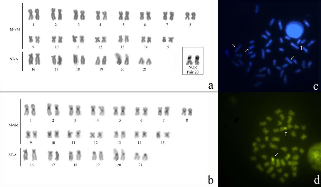 Karyotype of Gymnotus carapo from Benfica, Pará, Brazil, with a diploid number of 2n = 42 Figure 3 Karyotype of Gymnotus carapo from Benfica, Pará, Brazil, with a diploid number of 2n = 42: A.