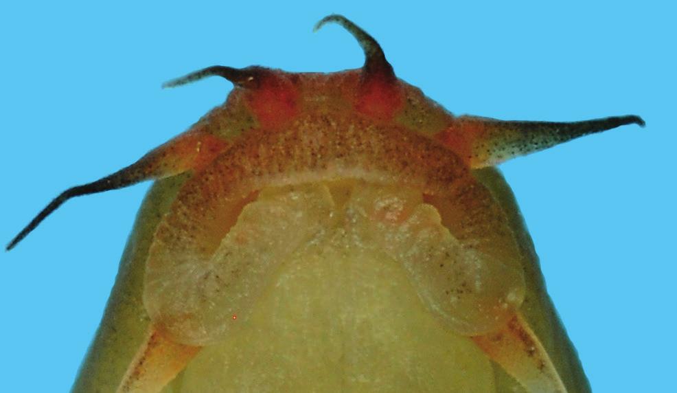 RAFFLES BULLETIN OF ZOOLOGY 2017 Fig. 4. Schistura thavonei, CMK 25944, 44 mm SL; mouth. posterior margin of eye. Intestine with a weak bend behind stomach (Fig. 5).