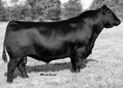 8180 TRAVELER 004 [RDF] B&CF ROSETTA C15 +6 +2.6 +54 +88 +14 +9 +20 N/A N/A N/A +39.17 +35.12 N/A N/A Check out the powerful cow families in this pedigree: May, Abigale and Rosetta.