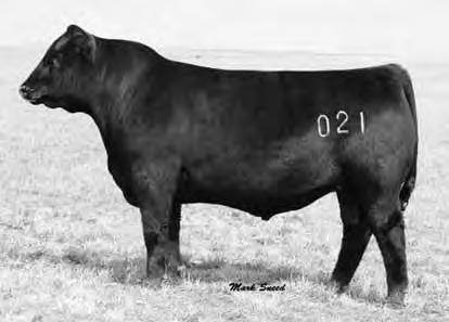 Bridge View Fall Bred Cows: lots 65 thru 68 PA Safeguard 021 Marb & RE in top 20% of current sires Sire of lot 63A BRIDGEVIEW BLACKCAP 1012 65 Cow 08/15/2010 1012 17113946 Owned by: H B Angus, Midway
