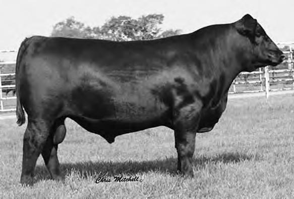 A R RETAIL PRODUCT + G A R 1407 NEW DESIGN 2373 +12 +.8 +57 +106 N/A +11 +22 N/A N/A N/A +37.87 +62.18 N/A N/A A daughter of the Express Ranch herd bull, Upshot.