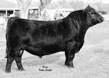 71 Service sire of lots 17, 20, 28, 29, 30, 31, 32, 33, 68 & 72 BRIDGEVIEW BURGESS 1323 17 Bred Heifer 08/21/2013 1323 17885229 # MYTTY IN FOCUS [RDF] # S A F FOCUS OF E R MYTTY COUNTESS 906