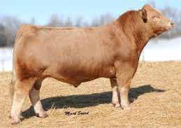 $19,334) at our 2016 Bull Sale. The genetics will deliver you - proven; easy doing; polled; low birth weight; moderate framed progeny with outstanding carcass and maternal strength.