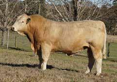 5 progeny by 6 years of age with a DCI of 366 days, which demonstrates real fertility. Two sons have sold for $7,000 average.