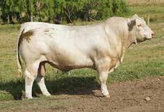 Sired by the 200D Trait Leader, Dignity (P) and out of a hard working dam who has produced 7 progeny by 8 years of age.