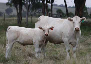 Her dam has been a super producer with 11 natural calves and with the backing of the Bronwin cow family has produced quality calves all her life. EBV 1.6 12 18 34 5-0.2-1.4 0.